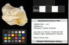 Foto (Objekt + Etiketten) von Oxythyreus sp. 